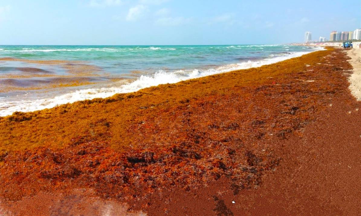 Sargassum Seaweed Blob on Florida Beaches